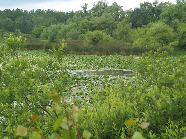 Streda nad Bodrogom