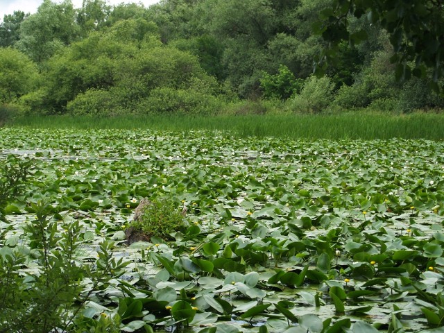Streda nad Bodrogom